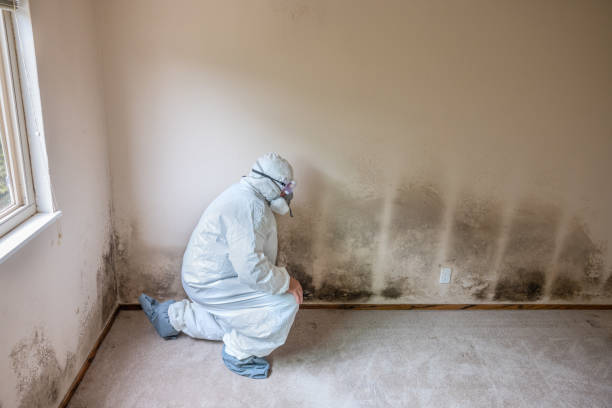 Trusted Dickinson, ND Mold Remediation Experts