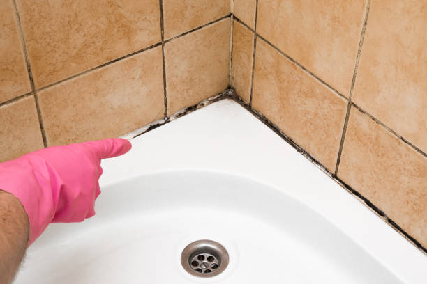 Best Crawl Space Mold Remediation in Dickinson, ND